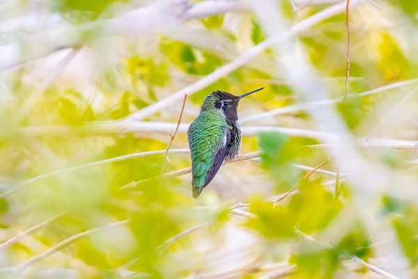 Arizona-Lake Havasu City Male Annas hummingbird on limb